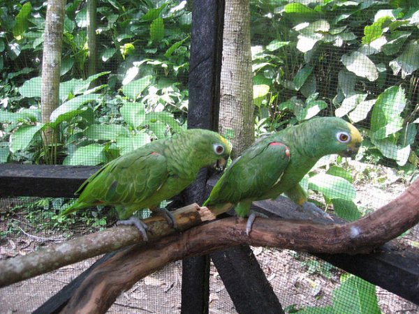 Photo (10): Yellow-crowned Parrot