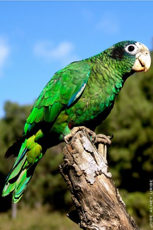 Photo (1): Hispaniolan Parrot