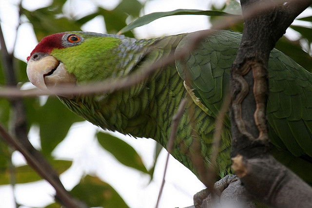 Photo (4): Red-crowned Parrot