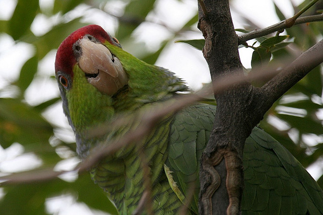 Photo (6): Red-crowned Parrot
