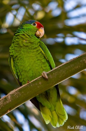 Photo (8): Red-crowned Parrot