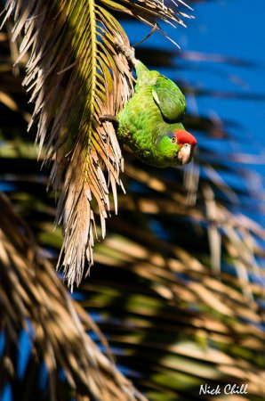 Photo (5): Red-crowned Parrot