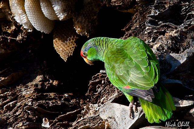 Photo (7): Red-crowned Parrot