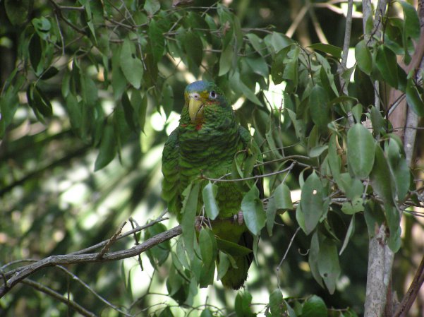 Photo (1): Yellow-lored Parrot