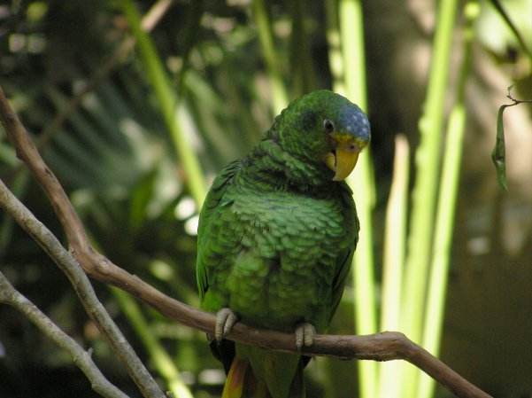 Photo (2): Yellow-lored Parrot