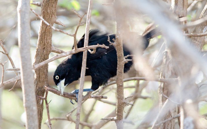 Photo (1): Yellow-billed Cacique