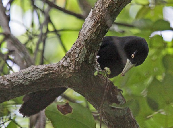 Photo (2): Yellow-billed Cacique