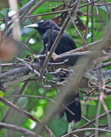 Photo (3): Yellow-billed Cacique