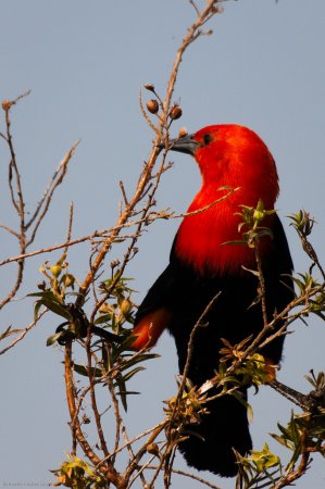 Photo (11): Scarlet-headed Blackbird