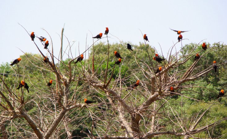 Photo (7): Scarlet-headed Blackbird