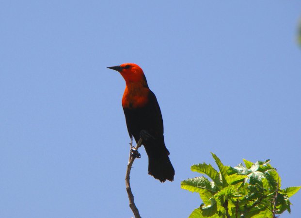 Photo (9): Scarlet-headed Blackbird