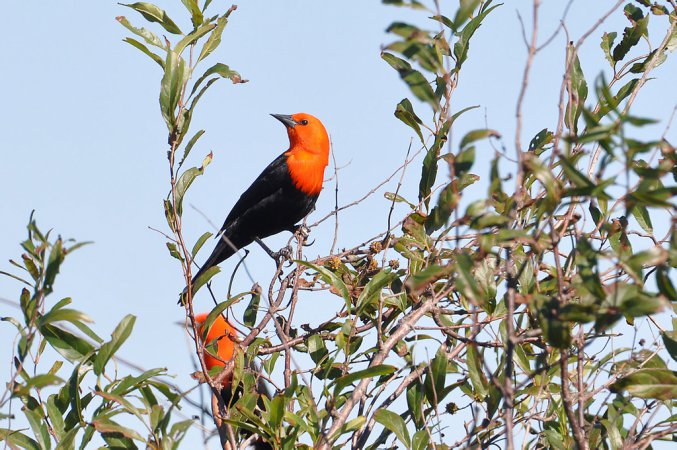 Photo (5): Scarlet-headed Blackbird