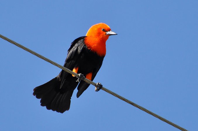 Photo (2): Scarlet-headed Blackbird