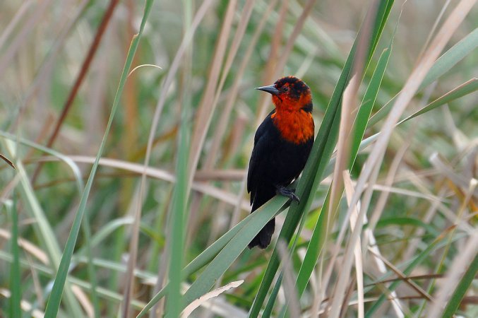 Photo (1): Scarlet-headed Blackbird
