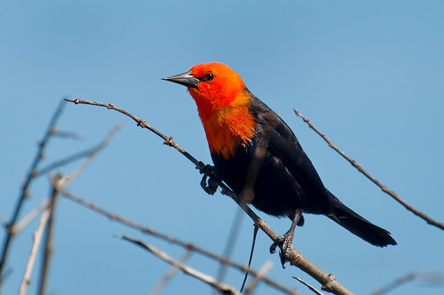 Photo (8): Scarlet-headed Blackbird