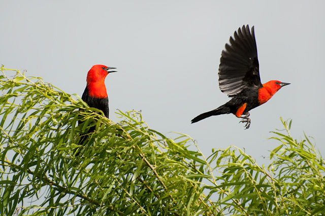 Photo (3): Scarlet-headed Blackbird