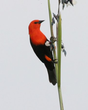 Photo (4): Scarlet-headed Blackbird