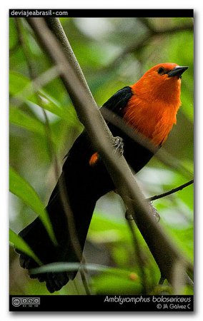 Photo (6): Scarlet-headed Blackbird