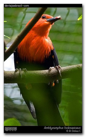 Photo (10): Scarlet-headed Blackbird