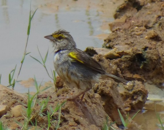 Photo (1): Yellow-browed Sparrow