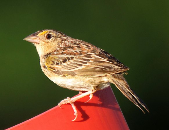 Photo (1): Grasshopper Sparrow