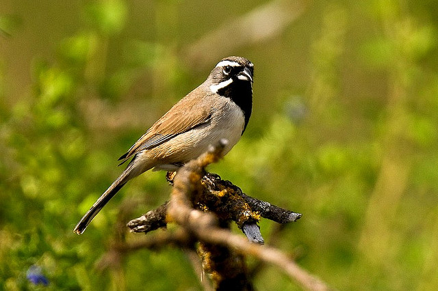 Photo (9): Black-throated Sparrow