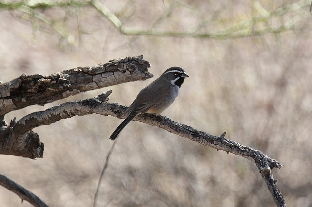 Photo (15): Black-throated Sparrow