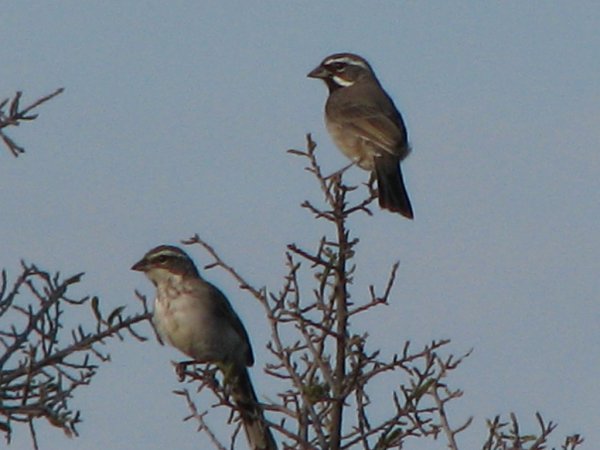 Photo (22): Black-throated Sparrow