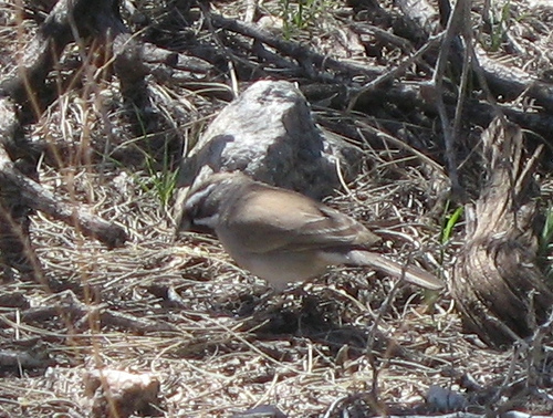 Photo (20): Black-throated Sparrow