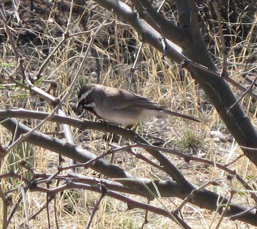 Photo (21): Black-throated Sparrow
