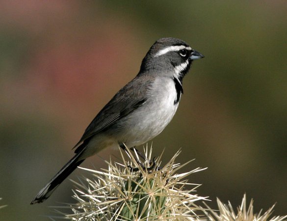 Photo (5): Black-throated Sparrow