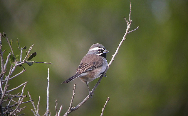 Dendroica USA - Black-throated Sparrow - Amphispiza bilineata