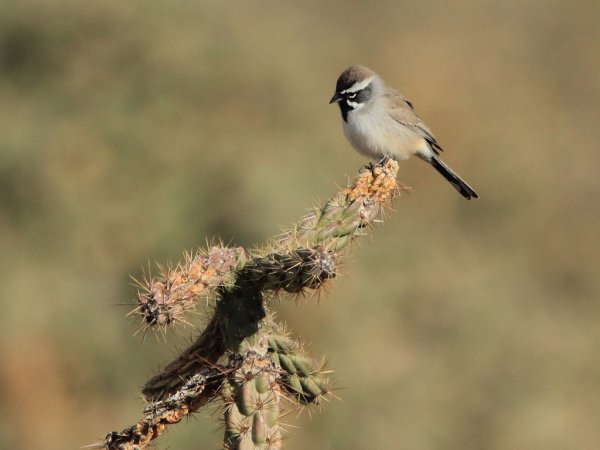 Photo (8): Black-throated Sparrow