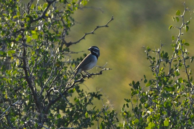 Photo (17): Black-throated Sparrow