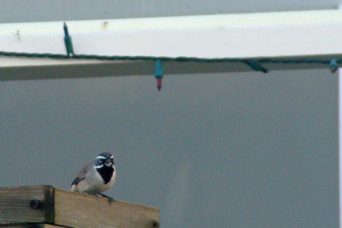 Photo (19): Black-throated Sparrow