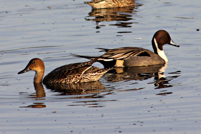 Photo (11): Northern Pintail
