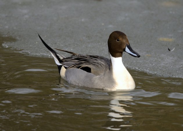 Photo (9): Northern Pintail