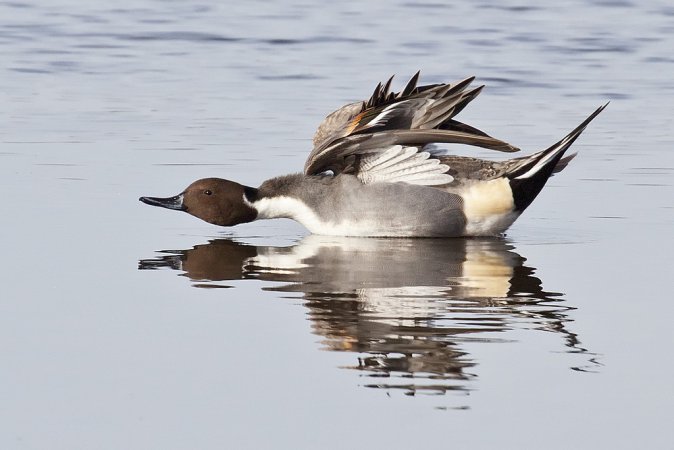 Photo (12): Northern Pintail