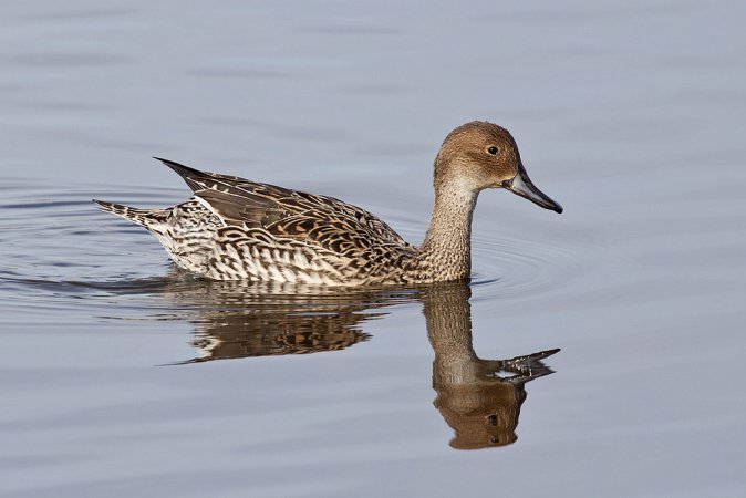 Photo (6): Northern Pintail