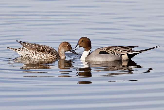 Photo (3): Northern Pintail