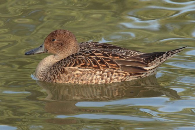 Photo (2): Northern Pintail