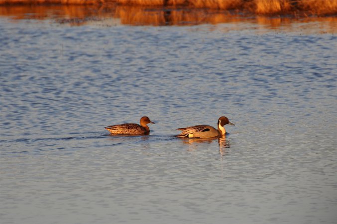 Photo (8): Northern Pintail