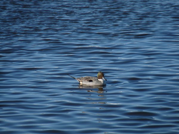 Photo (19): Northern Pintail