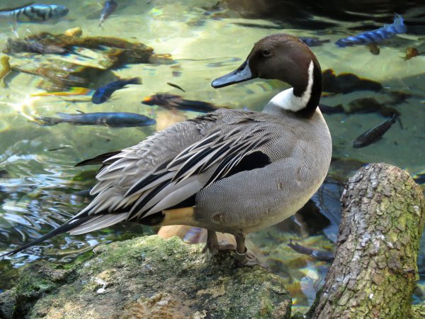 Photo (20): Northern Pintail