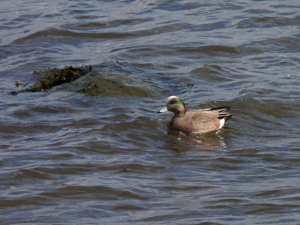 Photo (21): American Wigeon