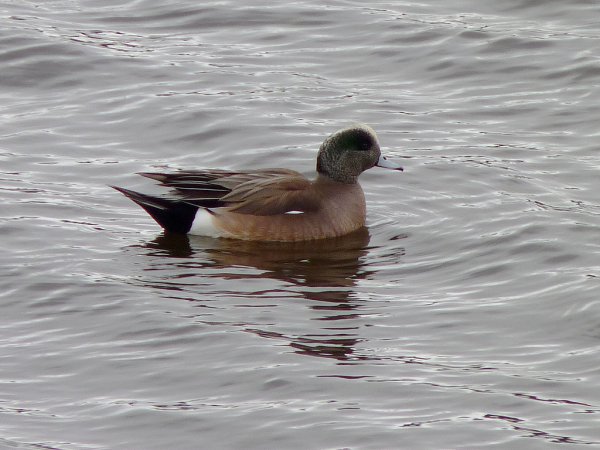Photo (25): American Wigeon