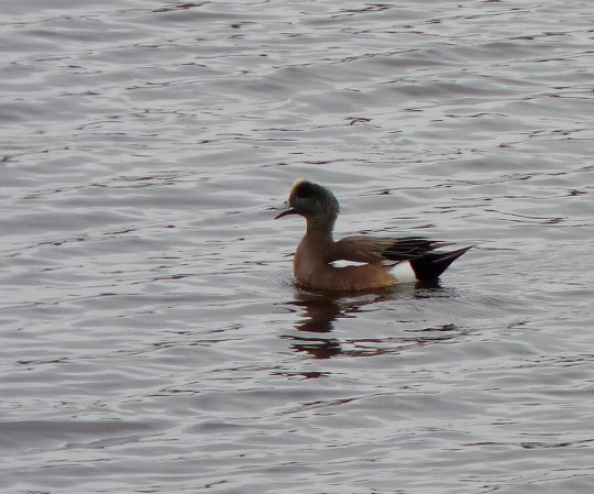 Photo (23): American Wigeon