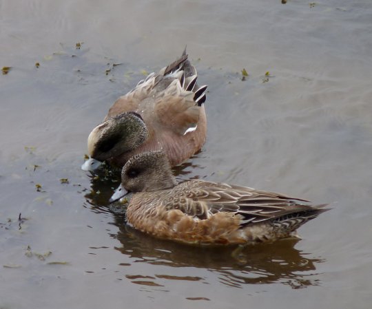 Photo (5): American Wigeon