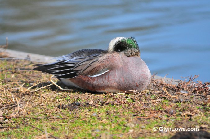 Photo (24): American Wigeon