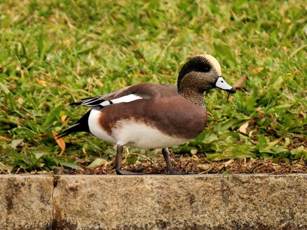 Photo (12): American Wigeon